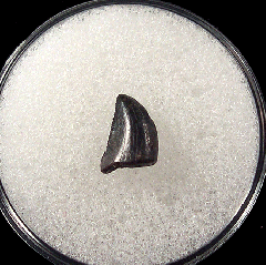 Rare Nanotyrannus teeth for sale