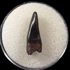 Nanotyrannus lancensis premaxillary tooth 