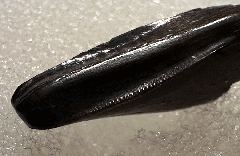 Nano premaxillary tooth | Buried Treasure Fossils