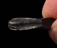Nanotyrannus premaxillary tooth 