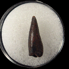 Nano Premax tooth for sale