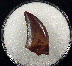 Hell Creek Nano tooth for sale | Buried Treasure Fossils