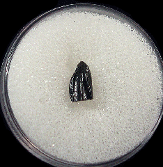 Cretaceous Hadrosaur tooth from No. Carolina| Buried Treasure Fossils