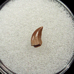 Rare Saurornitholestes tooth from New Mexico| Buried Treasure Fossils