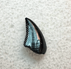 Troodon tooth | Buried Treasure Fossils