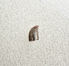 Real Pectinodon tooth for sale | Buried Treasure Fossils