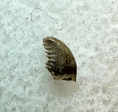 Hell Creek Pectinodon tooth for sale | Buried Treasure Fossils