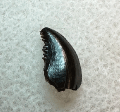 Horseshoe Canyon Troodon tooth for sale| Buried Treasure Fossils