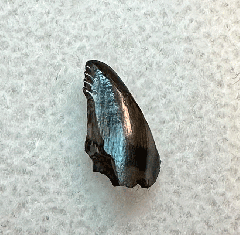 Canadian Troodon tooth for sale | Buried Treasure Fossils