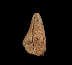 Large Pachy node cluster for sale | Buried Treasure Fossils