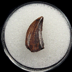 Rare Acheroraptor tooth for sale | Buried Treasure Fossils