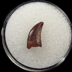 Real Hell Creek raptor tooth for sale | Buried Treasure Fossils