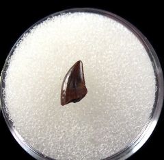 Real Hell Creek Dromaeosaurus tooth for sale | Buried Treasure Fossils