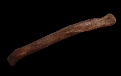 Struthiomimus metatarsal 