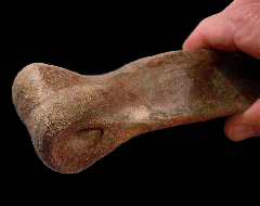 Struthiomimus metatarsal for sale |