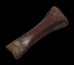 Struthiomimus toe bone 