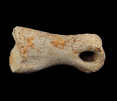 Large Struthiomimus toe bone for sale