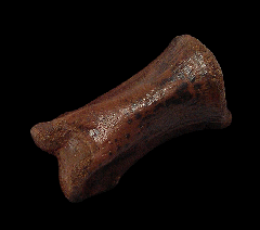 Hell Creek Struthiomimus toe bone for sale