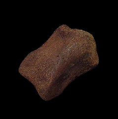Struthiomimus toe bone for sale | Buried Treasure Fossils