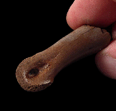 Struthiomimus toe bone for sale | Buried Treasure Fossils
