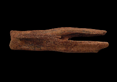 Struthiomimus tail vertebra for sale