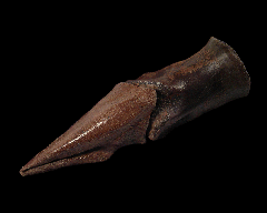 Struthiomimus manus claw for sale | Buried Treasure Fossils