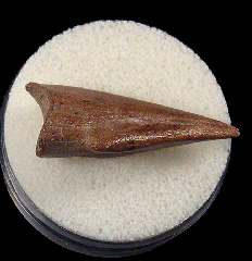 Struthiomimus foot claw for sale
