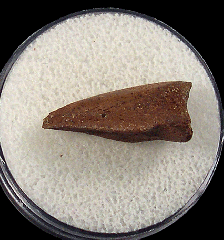 Struthiomimus pes claw for sale