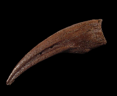 Struthiomimus manus claw | Buried Treasure Fossils