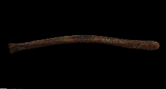 Struthiomimus radius | Buried Treasure Fossils