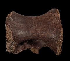 Struthiomimus sacral vertebra