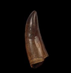 Huge T rex tooth for sale | Buried Treasure Fossils