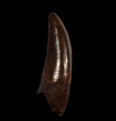 Huge T rex tooth for sale | Buried Treasure Fossils