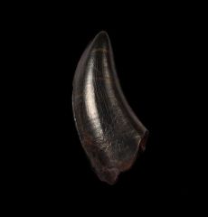 Real T rex tooth for sale | Buried Treasure Fossils