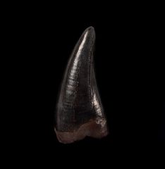 T-rex premax tooth for sale | Buried Treasure Fossils