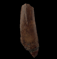 Tyrannosaurus tooth section for sale 