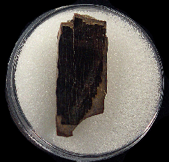 Real T. rex tooth for sale | Buried Treasure Fossils