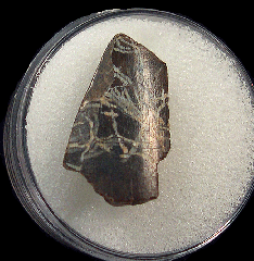 T-rex tooth | Buried Treasure Fossils