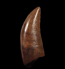 Judith River Formation Tyrannosaur tooth | Buried Treasure Fossils