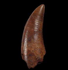 Daspletosaurus tooth