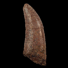 Gorgosaurus tooth | Buried Treasure Fossils