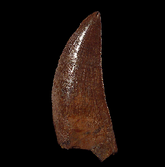 Premaxillary Albertosaurus tooth for sale | Buried Treasure Fossils