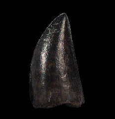 Large Judith River Tyrannosaurus tooth | Buried Treasure Fossils