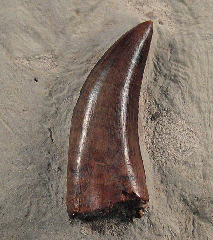 Daspletosaurus tooth – Judith River Formation