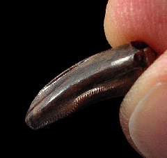 Tyrannosaur premaxillary tooth for sale | Buried Treasure Fossils 