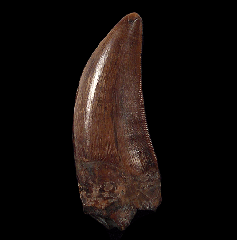 Large Judith River Tyrannosaurus tooth for sale | Buried Treasure Fossils 