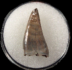 Large Judith River Tyrannosaurus tooth for sale 