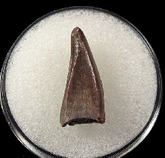 Tyrannosaur premaxillary tooth for sale 