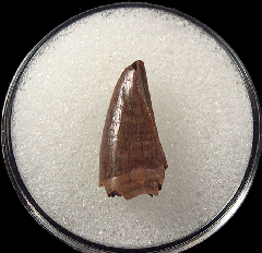 Daspletosaurus premaxillary tooth   