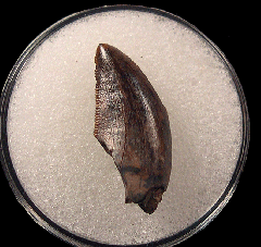 Daspletosaurus tooth – Judith River Formation 